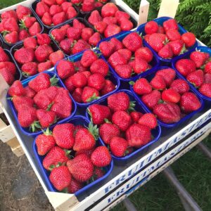 Aardbeien