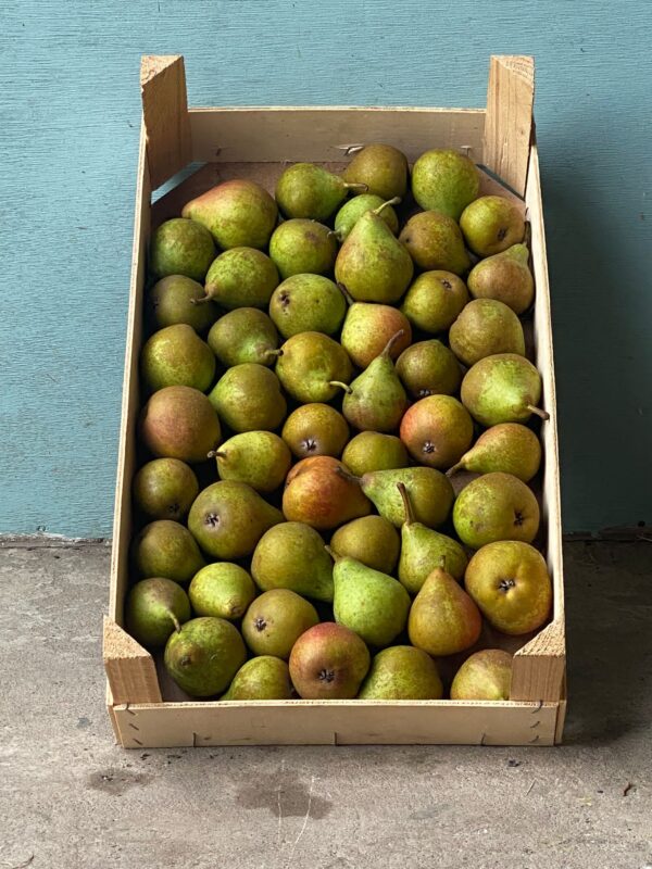 Peren